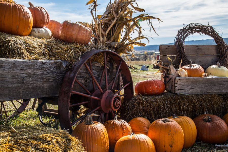 Pumpkin Patches Perfect for Family Fun This Fall - Kerley Family Homes